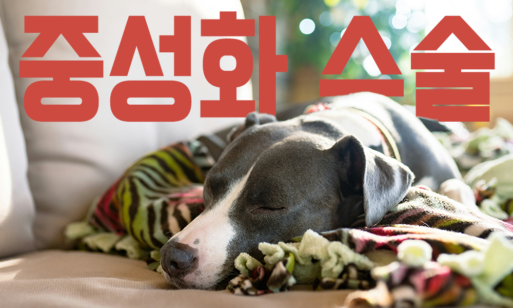 강아지-중성화