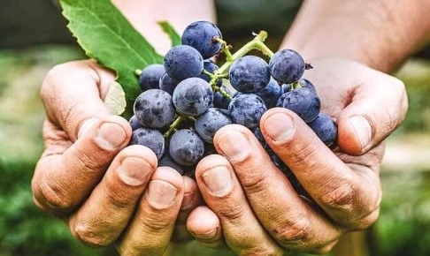 FAQs about Resveratrol