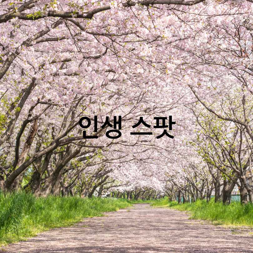 2025 영등포 여의도 봄꽃축제