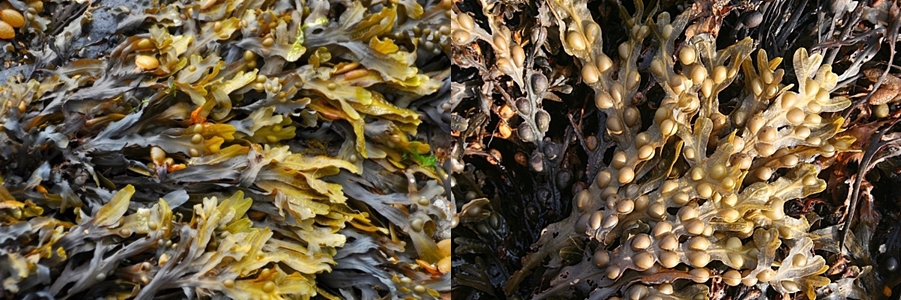 미역귀 먹는방법(섭취량, 말린미역귀 먹는법)