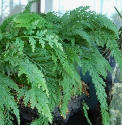 고사리 효능과 부작용 고르는법 칼로리