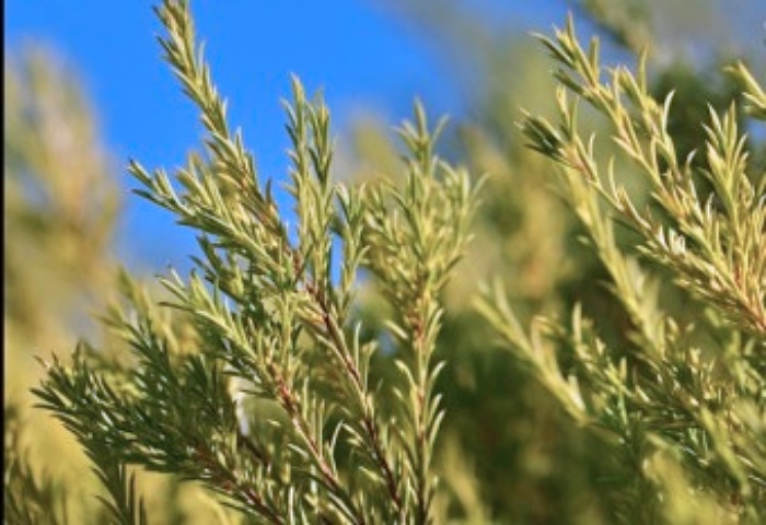 아로마 오일의 종류와 효능-티트리