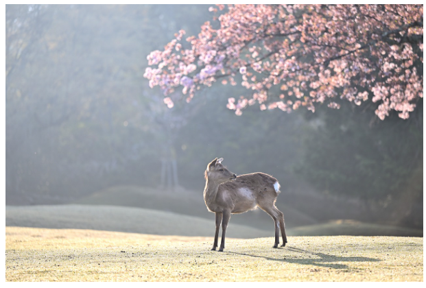 2025 서울 벚꽃축제 기간 및 장소