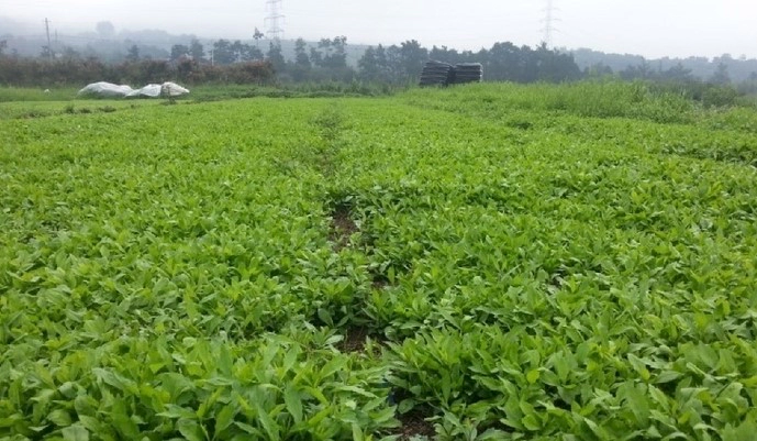 쑥부쟁이 나물 효능