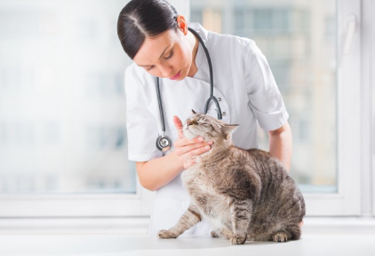 구내염일지도 모르는 고양이.