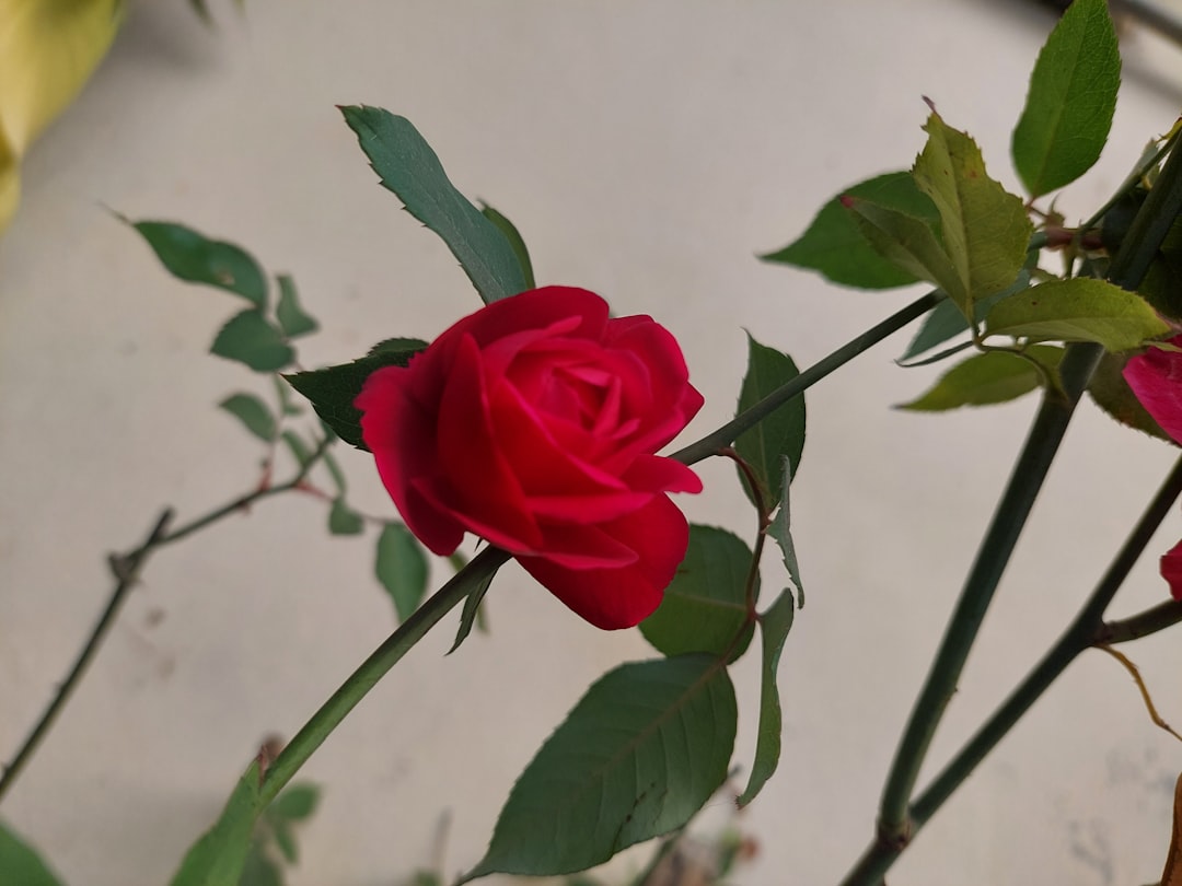 Rose Festival
