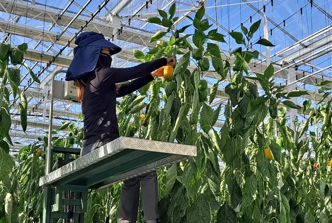 파프리카 재배 모종 선택 하우스 관리 착색 높이는법_9