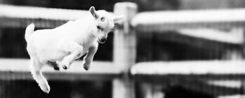 이 염소가 아닙니다...