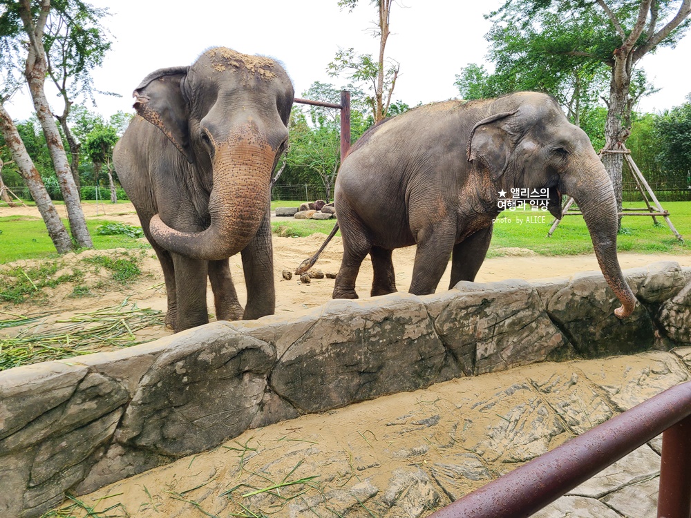 베트남 남호이안 빈원더스 사파리 후기 가격 할인입장권 예약 리버