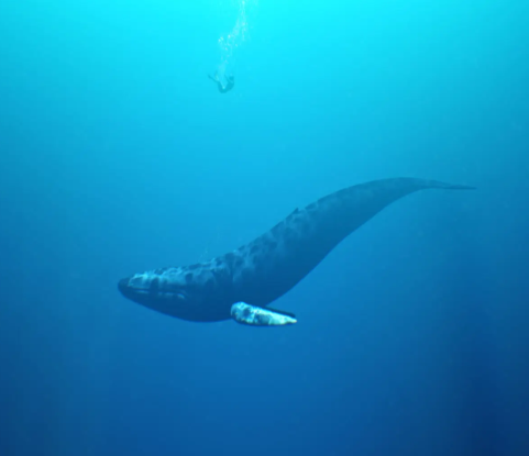 요나를 삼킨 물고기 사진