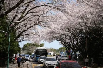 제주 벚꽃 명소 추천 아무도 모르는 명소_7