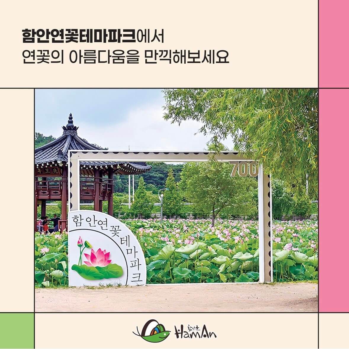함안연꽃축제기간