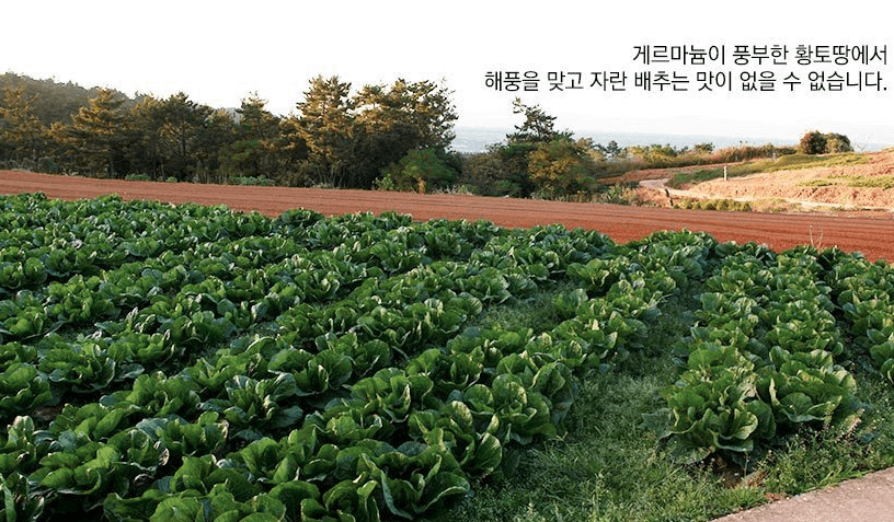 절임배추 20kg 파는 곳