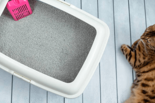 고양이모래벤토나이트