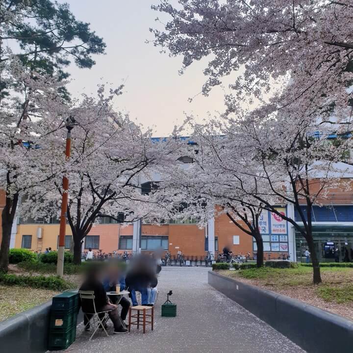 양옆으로-벚꽃나무가-있고-그가운데-아래에-야외테이블에-사람들이-앉아있다-people-are-having-coffees-under-the-cherryblossoms