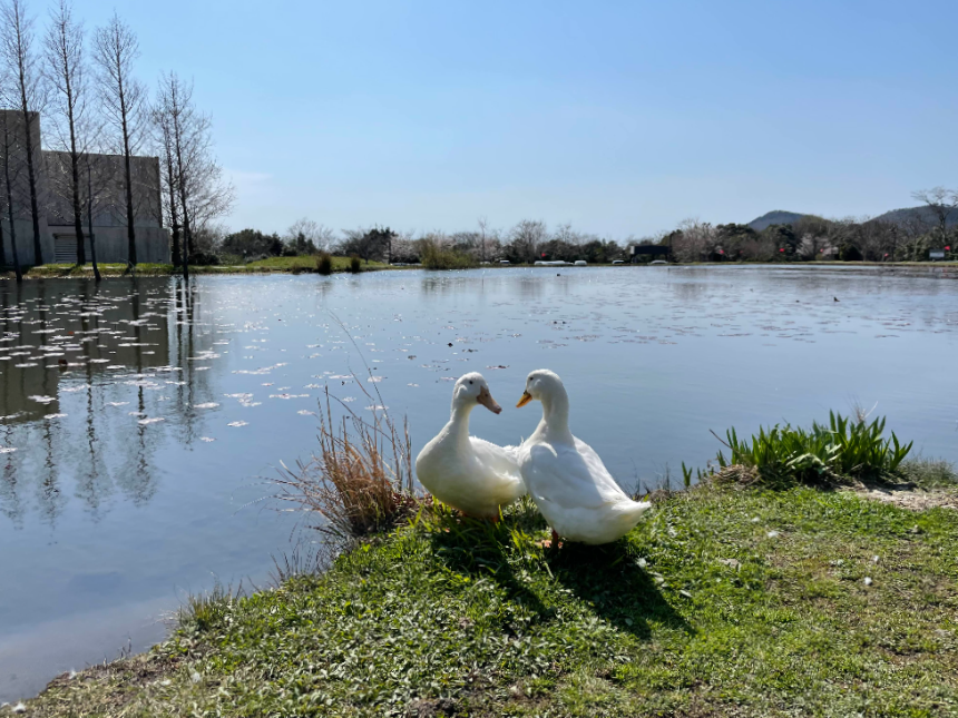 대형 연못앞 거위3
