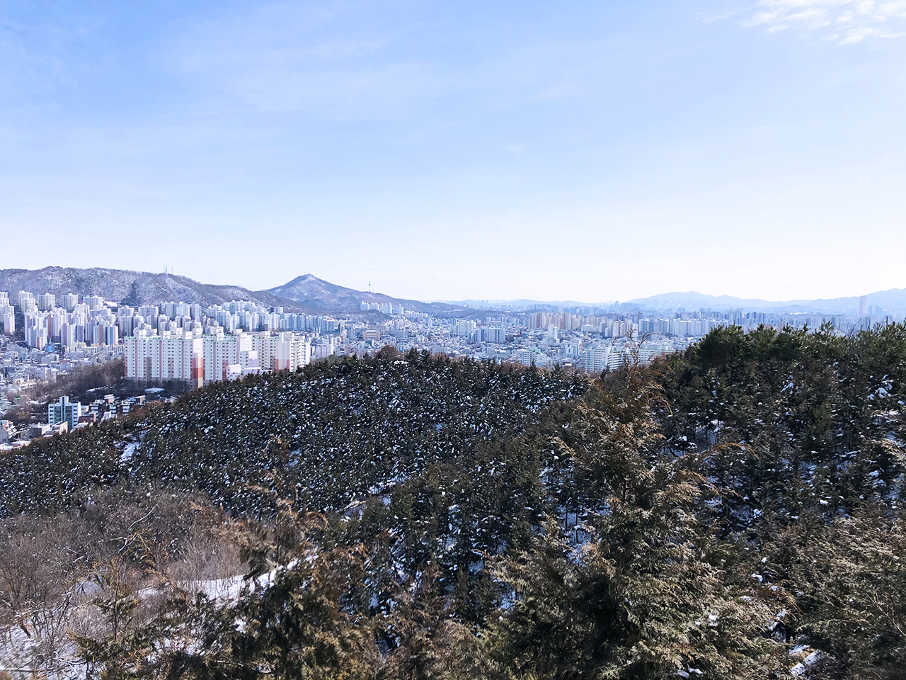 편백나무숲