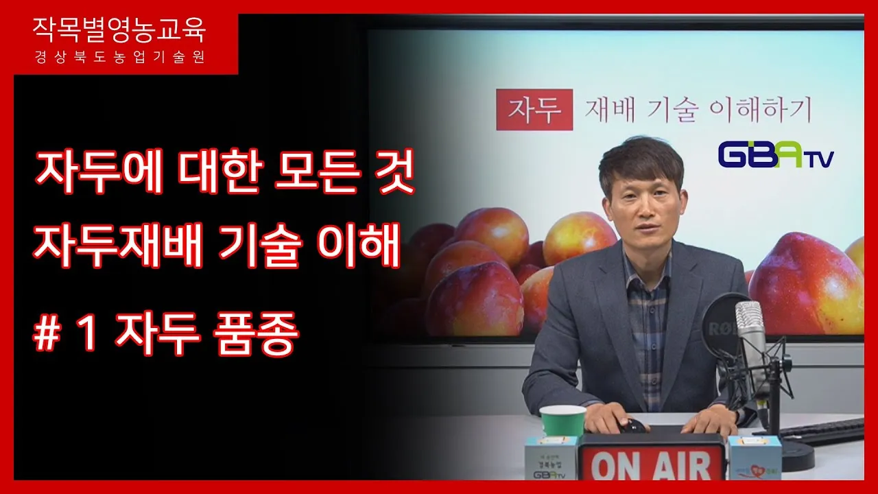 자두 재배 결과지 관리 칼슘 시비 낙과 예방_8