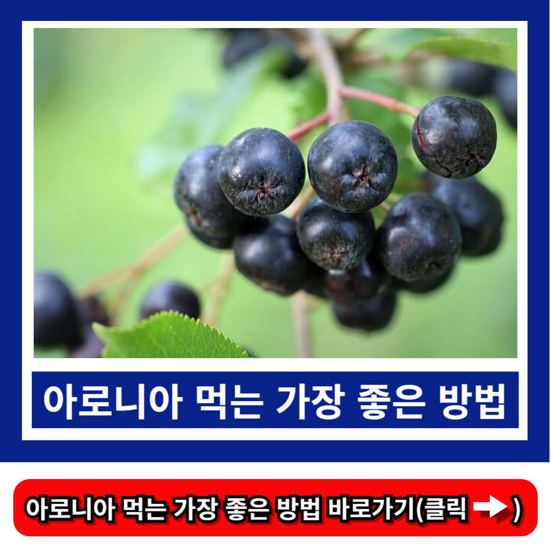 아로니아 먹는 가장 좋은 방법