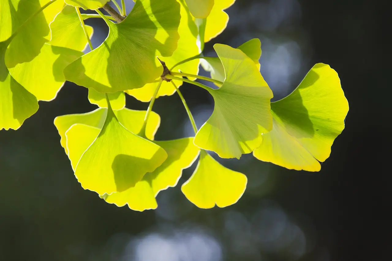 은행잎추출물 효능