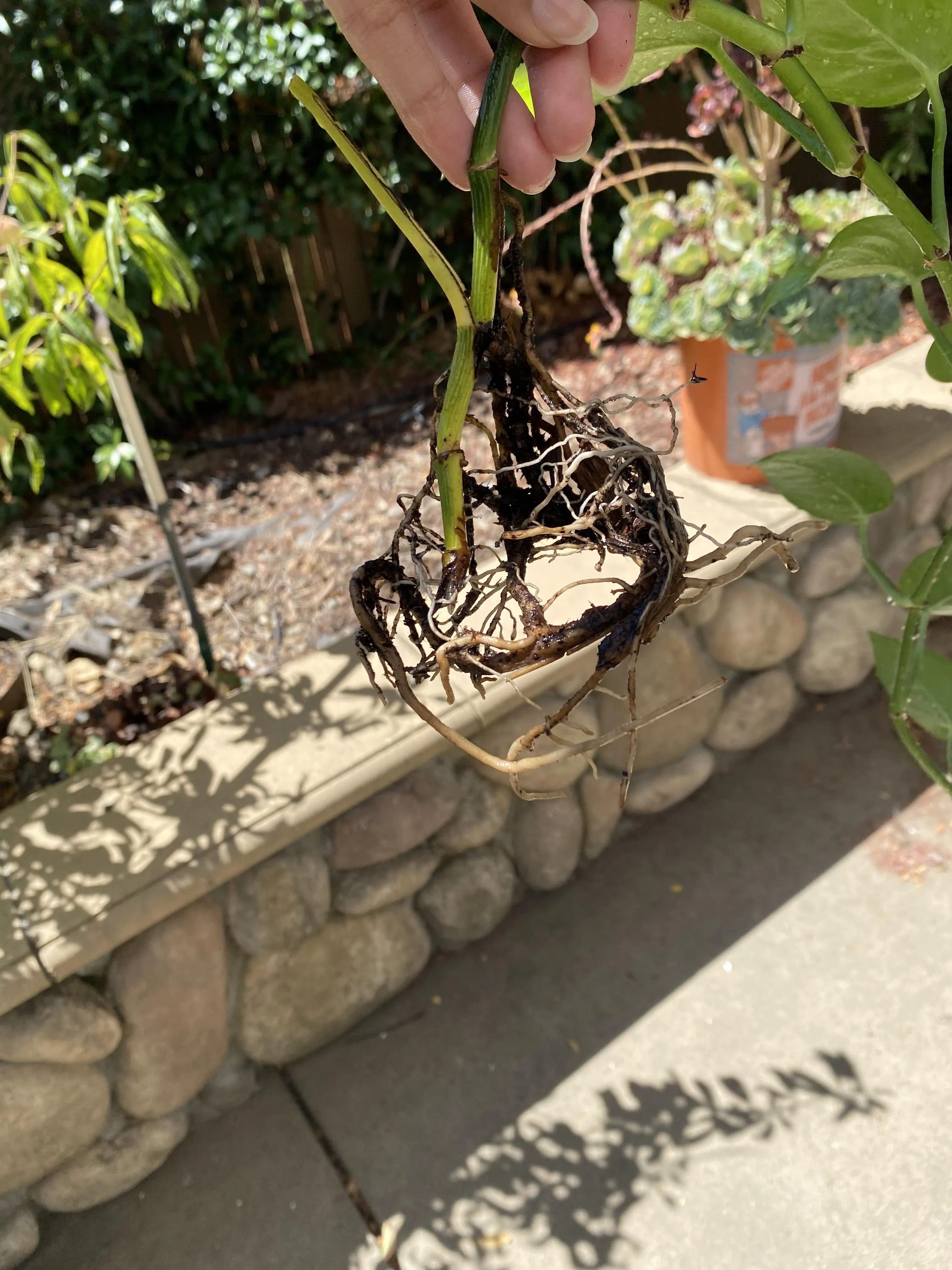 실내식물 초보 체크리스트 물주기 빛 습도 분갈이 한눈에 정리_4