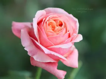 장미 삽목시기 삽목 방법 줄장미 넝쿨장미 색깔별 장미_10