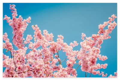 2025년-경주-벚꽃-개화-만개-시기