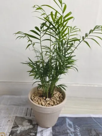 테이블야자 키우기 물주기 실내위치 통풍관리 사무실과 집 모두 적용_2