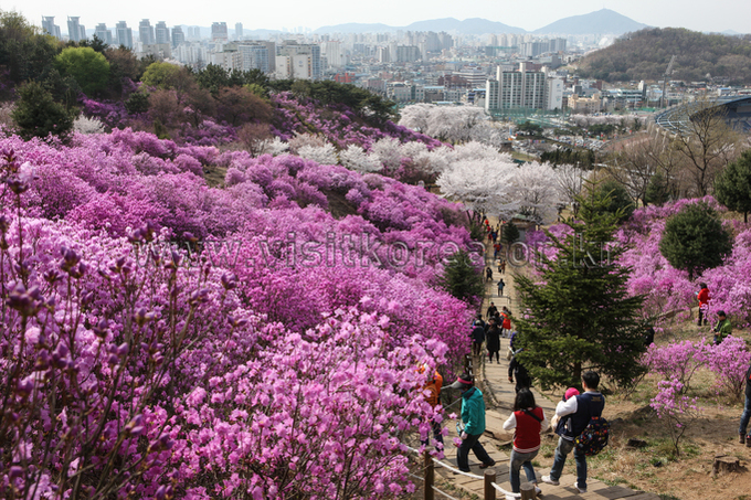 부천 벚꽃명소 추천 도당산 원미산 상동호수공원