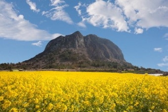  제주 유채꽃 &amp; 삼다수 축제