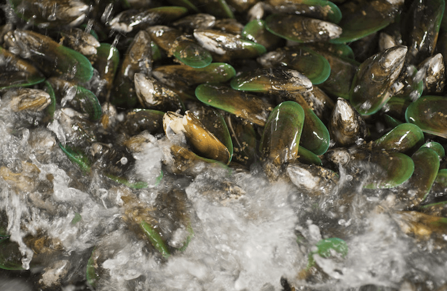 바다에-붙어있는-초록입-홍합-사진