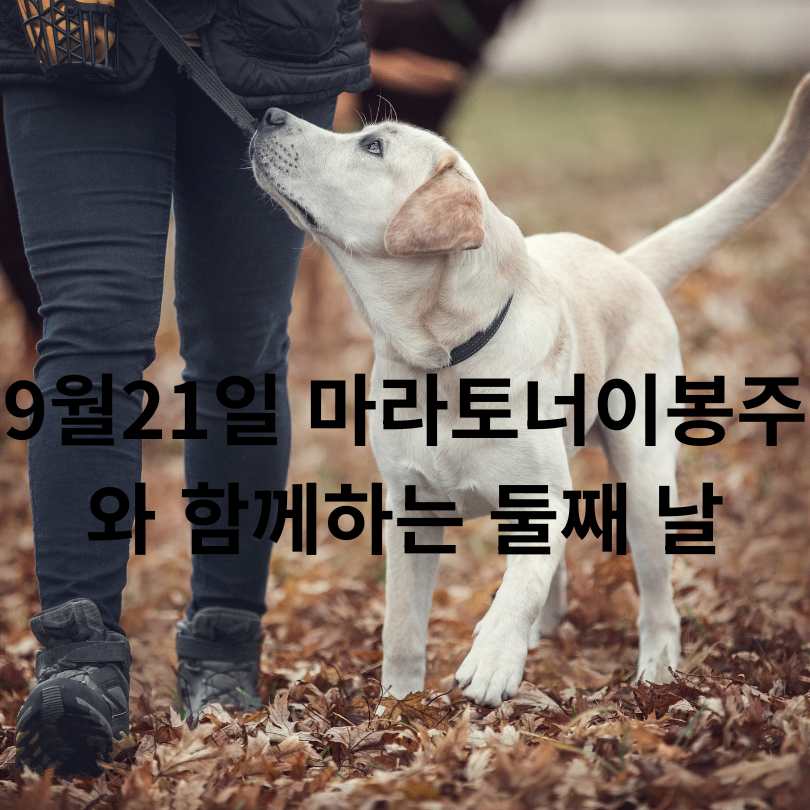 2025 서울 반려견 올림픽 신청 방법