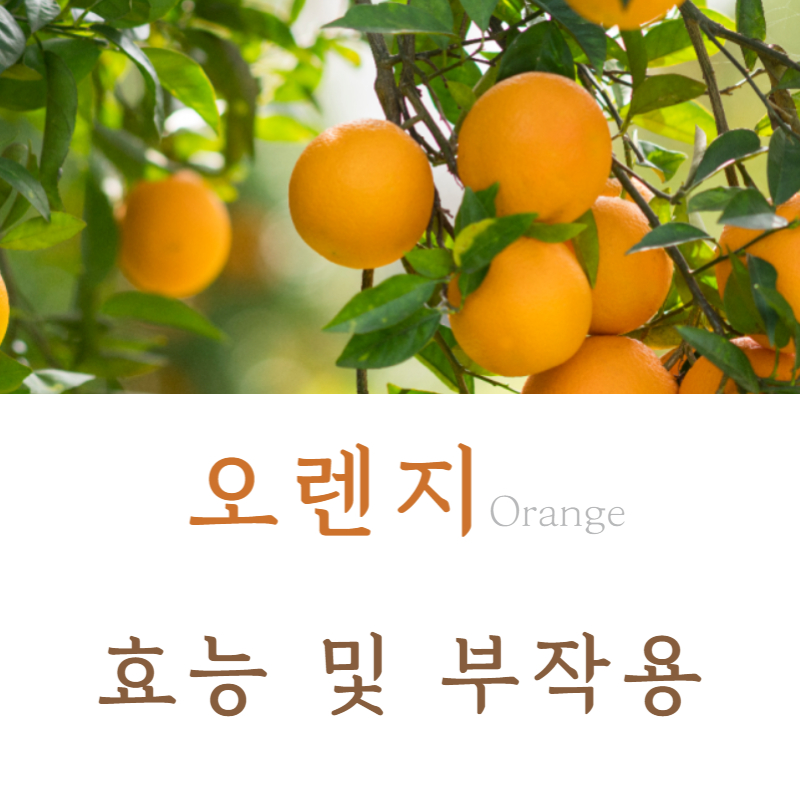 오렌지 효능 부작용 주의사항
