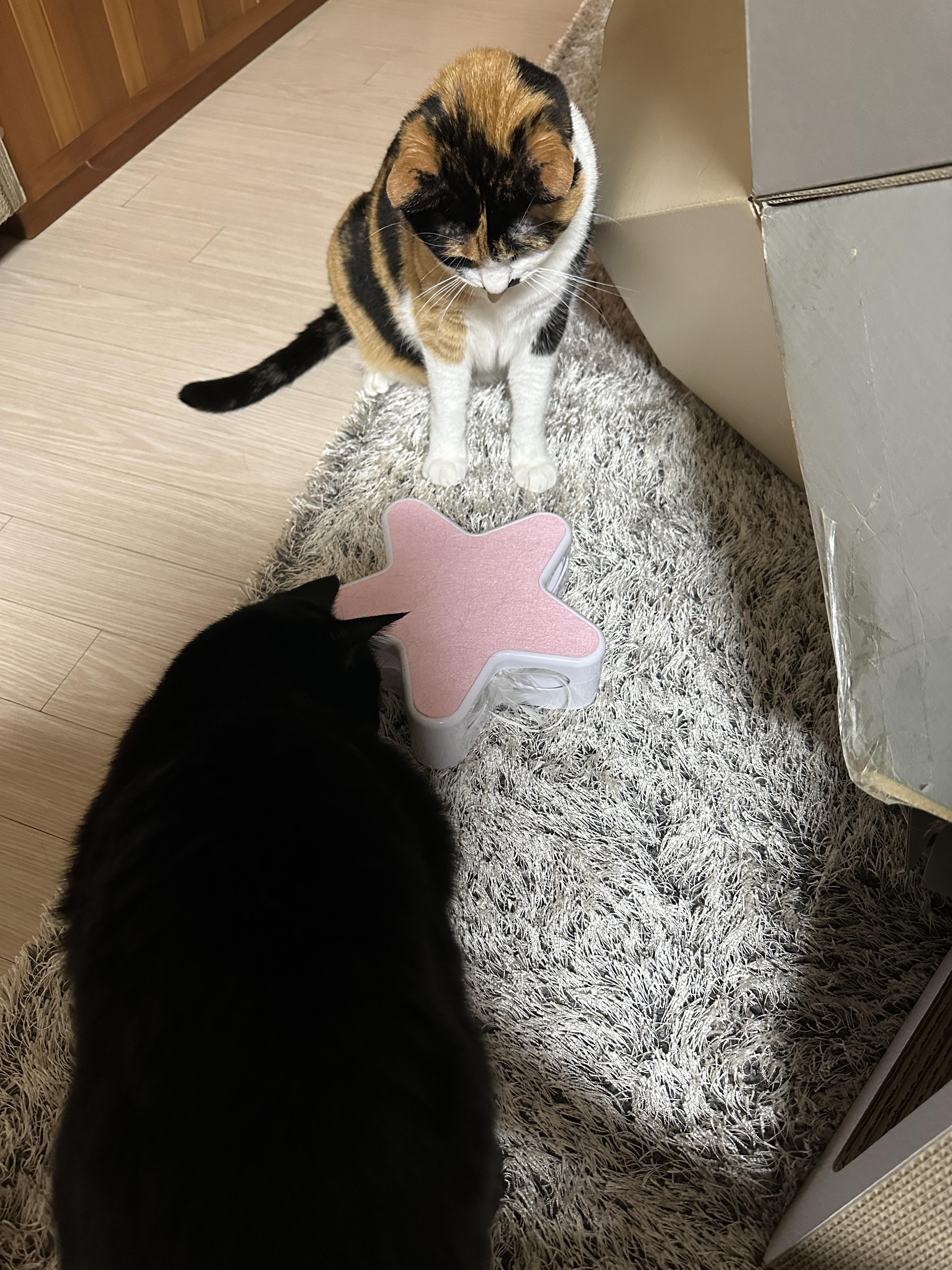 장난감을_내려다보고_있는_다다와_질투쟁이_건이