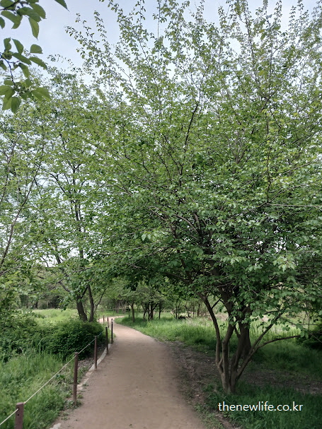 흙길 옆 울창하게 자란 뽕나무 – 실제 자연 속 뽕잎 채취 환경을 보여주는 모습