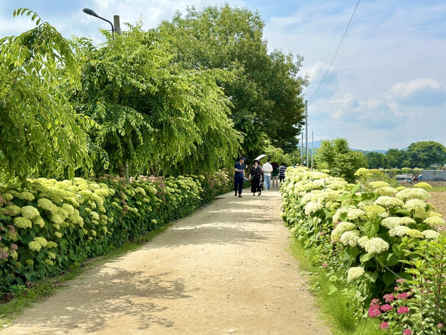 유구색동수국정원 수국축제