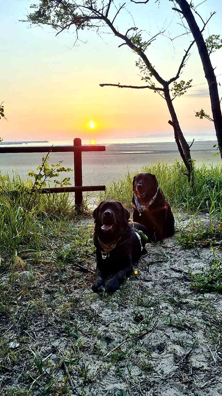 해 질 녘 분홍빛 노을 아래 해변 사구 앞에서 두 마리 블랙 래브라도가 앉아 있고, 수평선 위로 둥근 해가 내려앉는 평온한 장면, 와온해변 노을