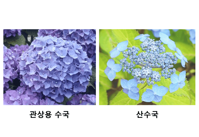 보라색-관상용-수국과-산수국-차이-비교