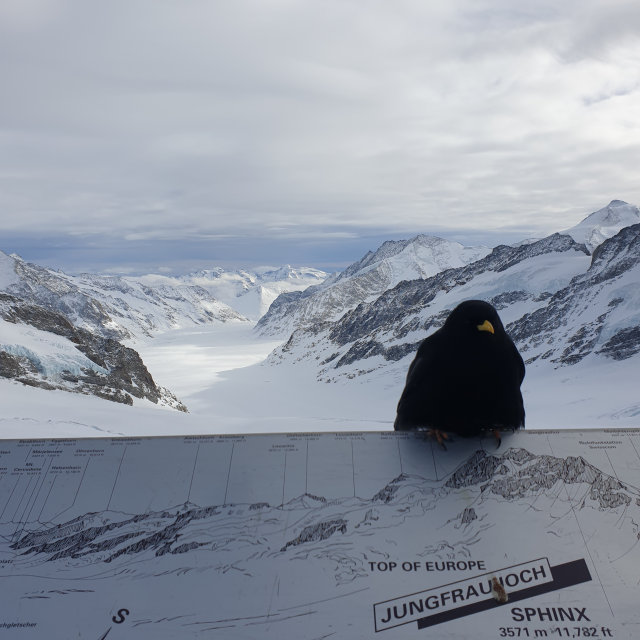 4인가족 유럽 여행 스위스 융프라우 까마귀와 함께