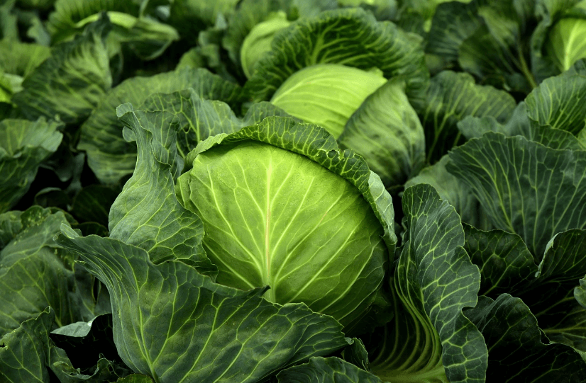 노폐물 배출 영양소 식이섬유 양배추 사진