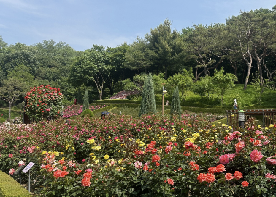 부천 백만송이 장미축제 포토존