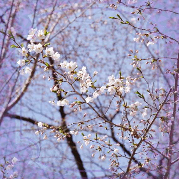 화담숲 예약방법