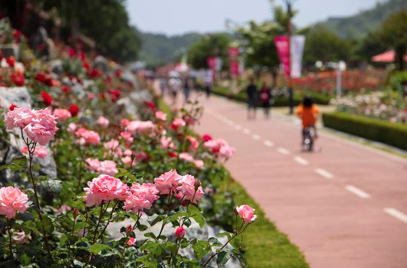 2025 삼척 장미축제