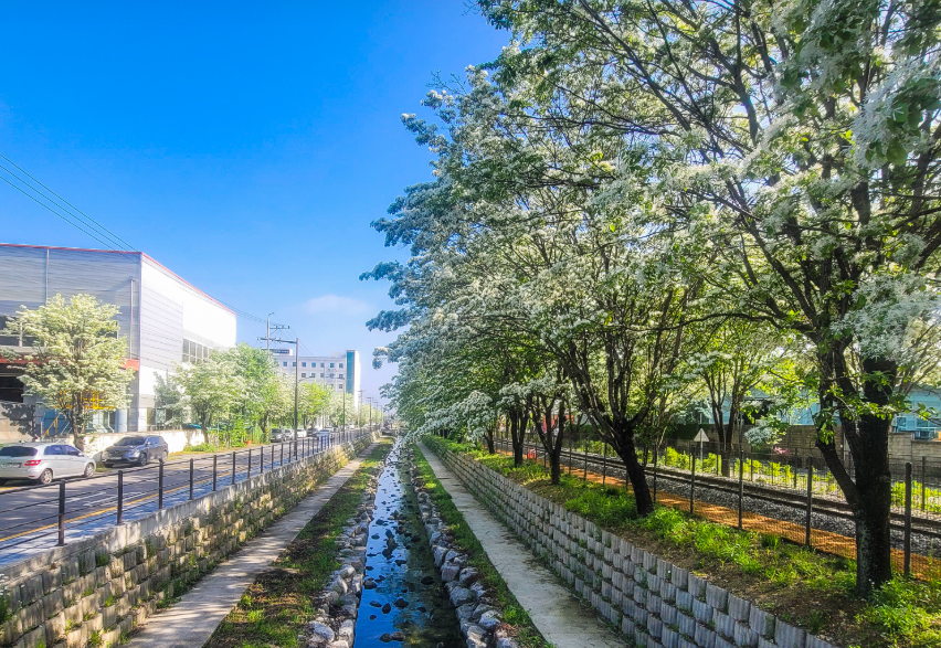 팔복동 철길 이팝나무3