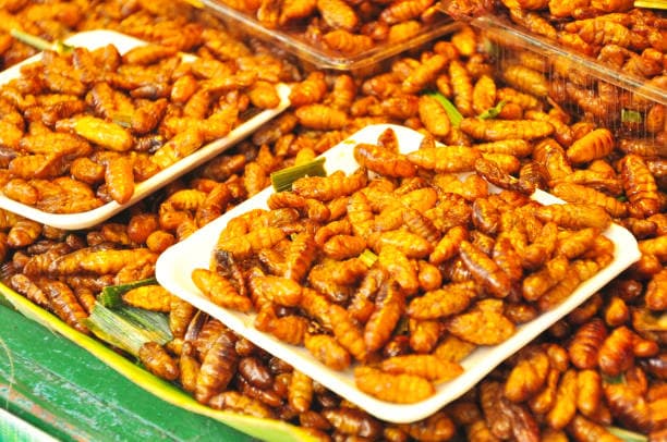 곤충 단백질이 에너지 대사와 지방 연소에 미치는 효과