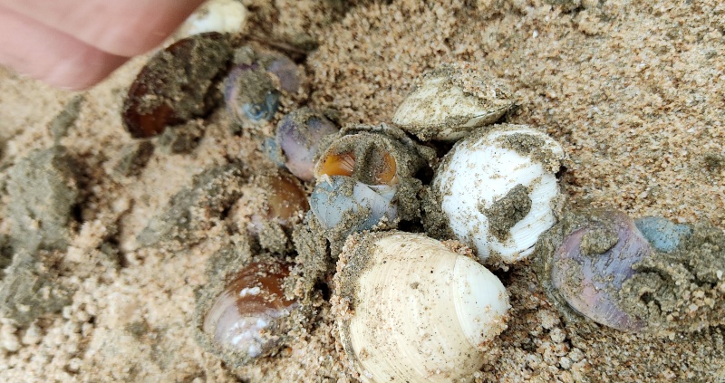 바다 뻘 근처에 조개와 골뱅이를 놓아주는 장면