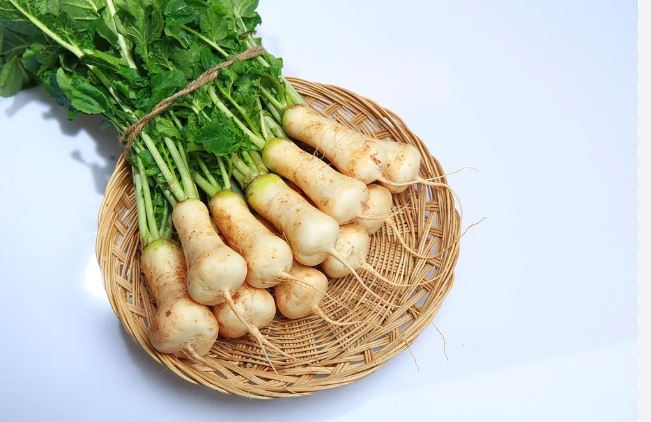 알타리 무 사진