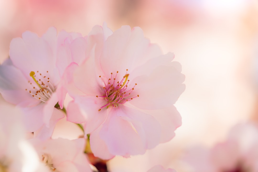Cherry blossoms.
