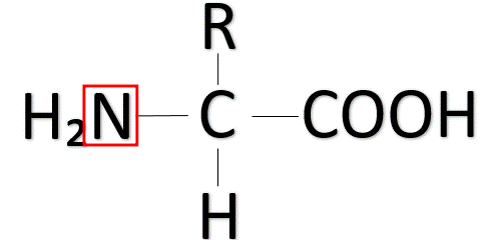 아미노산 구조