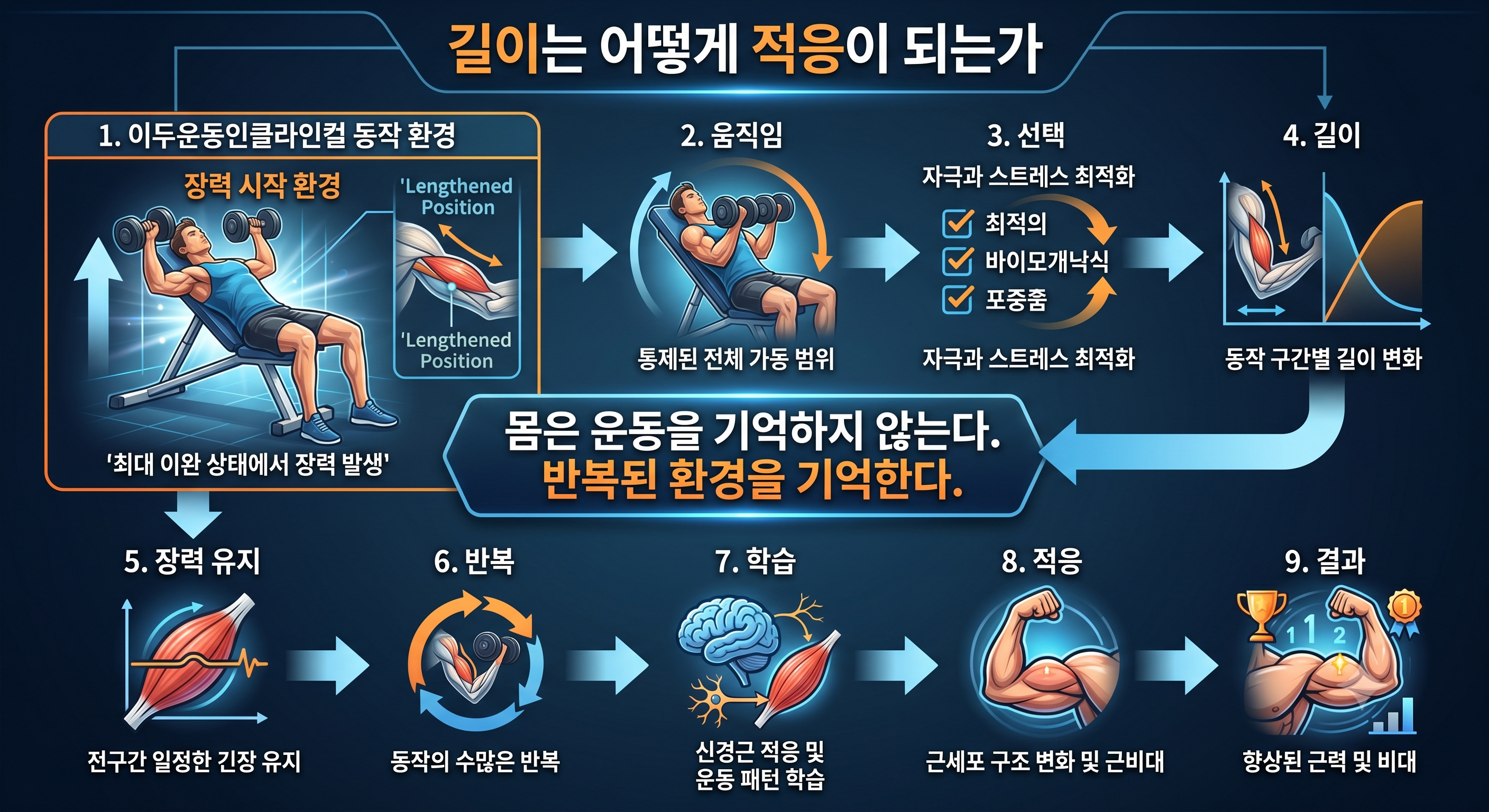 길이는 어떻게 적응이 되는가